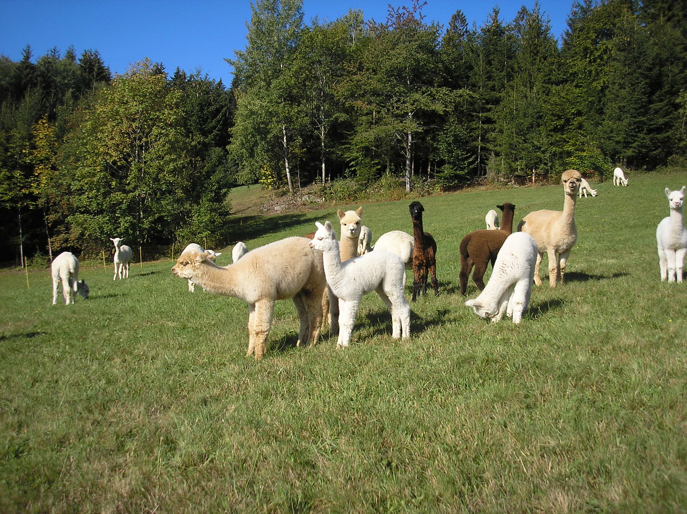 Stuten mit Alpakafohlen